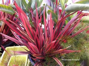 Phormium ‘Firebird'